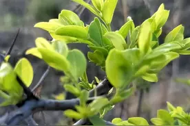 一味草泡水喝，上调抑郁焦虑，下调失眠多梦，一箭双雕图片