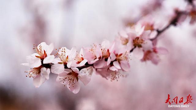 春日限定浪漫！灵丘北泉村藏着十里花海~