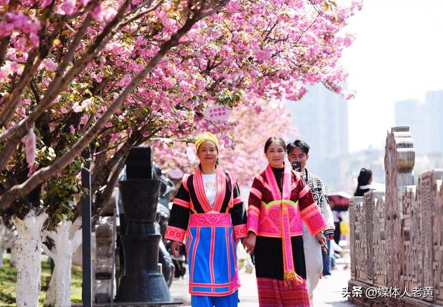 六盘水水城河畔樱花竞放引客浪漫踏春