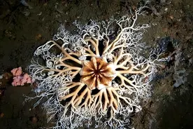 外星生物？男子回家路上偶遇“神秘生物”，张牙舞爪晃动又很怪异图片