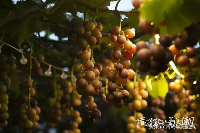 收藏！“双节”假期来城阳怎么玩？游玩线路已安排→