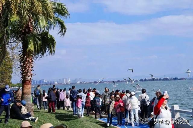 不止大坝！昆明观鸥最全热门+小众点位收录＊附核心区交通指南