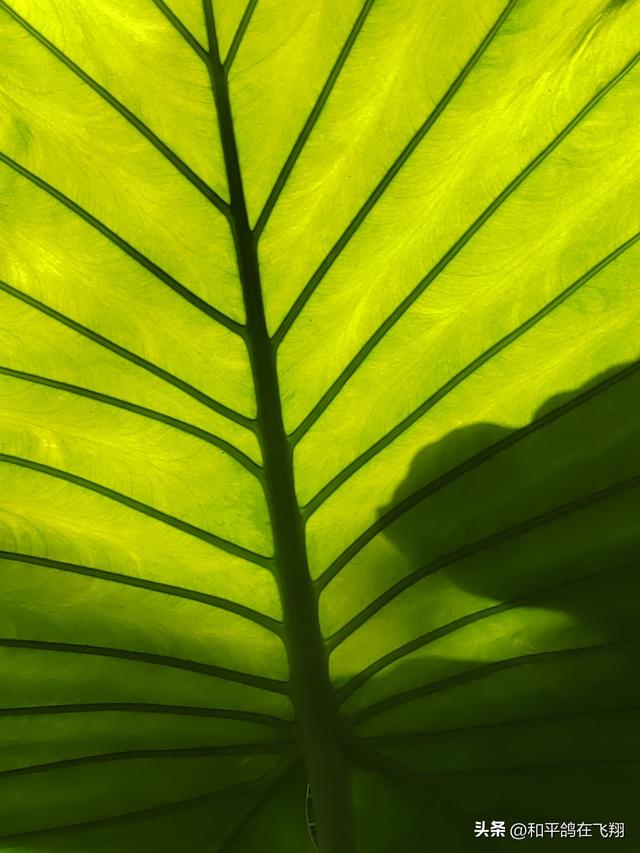 厦门植物园：邂逅自然的绮梦