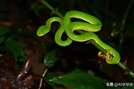 中国境内最致命的五种毒蛇，咬一口就能杀死人，野外遇到要小心！图片