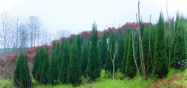 俗语“坟不栽三	，宅不栽四”，分别指的是什么？有道理吗