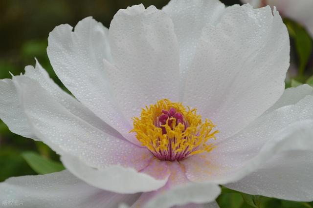 牡丹花海醉游人