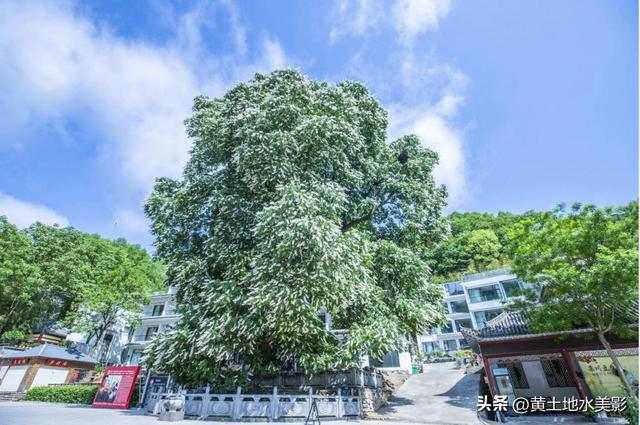 洛阳重渡沟千年菩提花开，历经1500年岁月沉淀，繁花满枝清风拂面