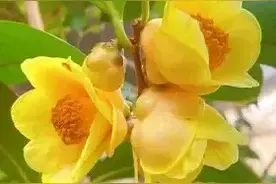 马路边、公园里常见的花，你都认识几种呢？图片