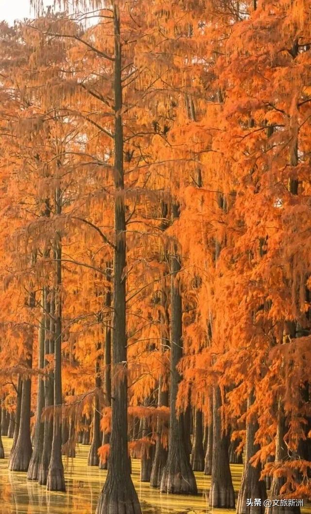 红枫公路、孤独的树......新洲这波秋日「隐藏款」，你知道几个？