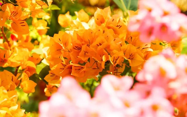 外交部推介！建水再一次“全球出圈”