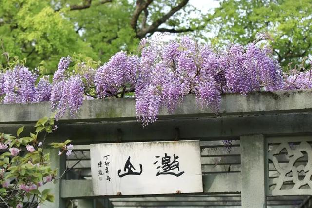 杭州春日“绝绝紫”瀑布已上线！
