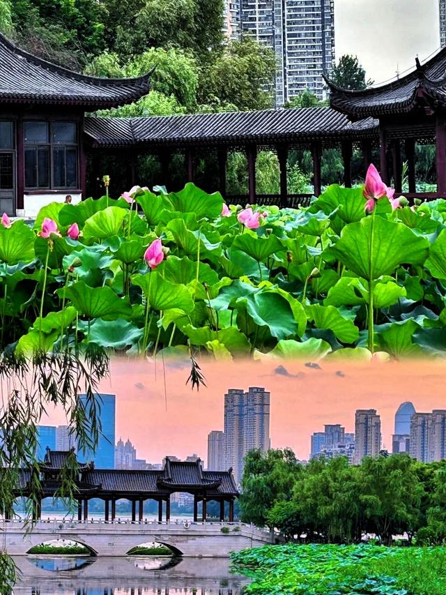 武汉江城大美沙湖红叶之约