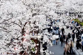 首次超过1000人 日本单周百日咳确诊人数创新高图片