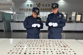 旅客携带331.7克穿山甲鳞片，谎称普通贝壳入境被海关查获，已刑事立案图片