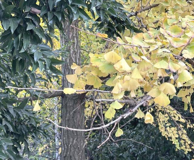 【美丽四川】寒冬将至 银杏初黄