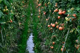 教你自制红糖酵素肥，高效还无臭，成本只要几块钱，种啥菜都能行图片