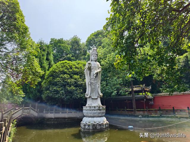 成都徒步（68）·彭州篇⑮佛山古寺&镇国寺宝塔