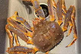 食用螃蟹名称大全图片