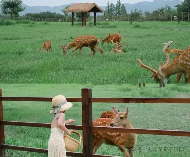 终于定了！诸城·火龙龙亲子乐园海狮表演+奶龙巡游+无动力项目3月21日-22日盛大迎客！还有免费门票送