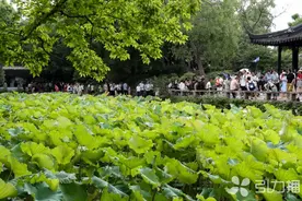拙政园的荷花图片