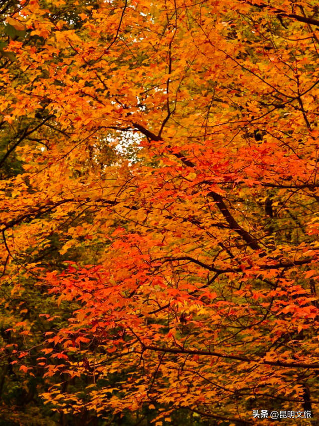 初冬出片C位！昆明这个地方必须榜上有名，周末抓紧冲~