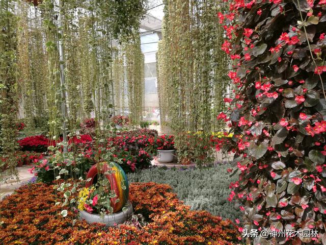 云南首个林下花园：自然与人文交织的生态花园景观杰作