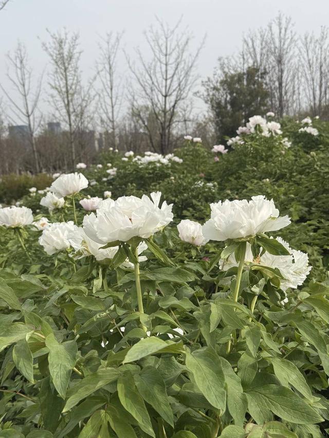 合肥4月花讯请查收！快进来交换春天→