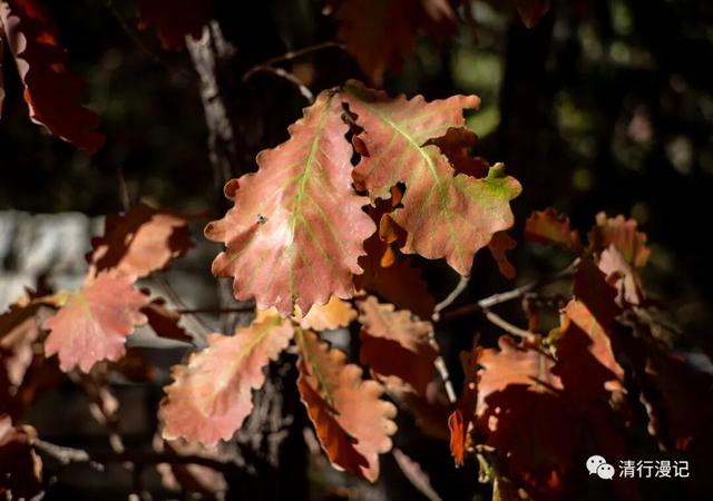 京郊游之坡峰岭