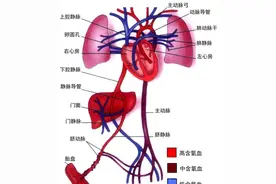 肚脐眼里连的根本不是肠子！为什么不能乱抠肚脐眼？终于搞明白了图片