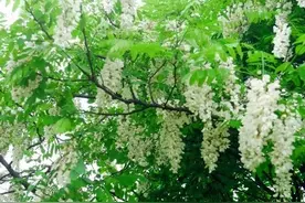 “阴树不能进家门，阳树不能进坟墓”，哪些是阴树，都有啥道理？图片