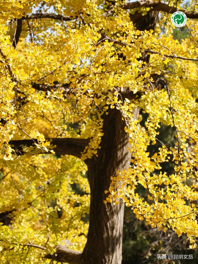 美爆！美爆！超全攻略！超出片！🤳昆明银杏黄金倒计时，抓紧时间冲~