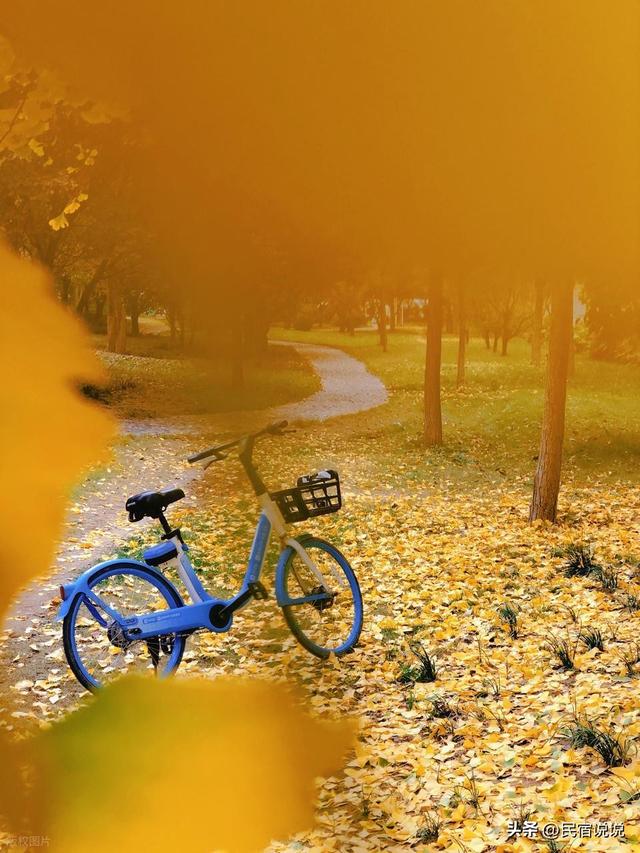 郑州用600株银杏带你迎接“醉”美的秋天