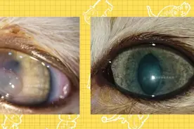 猫咪眼睛有一层白膜，是不是角膜溃疡？如何处理？图片