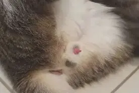 经历了三次猫咪尿闭才知道该怎么做！！图片