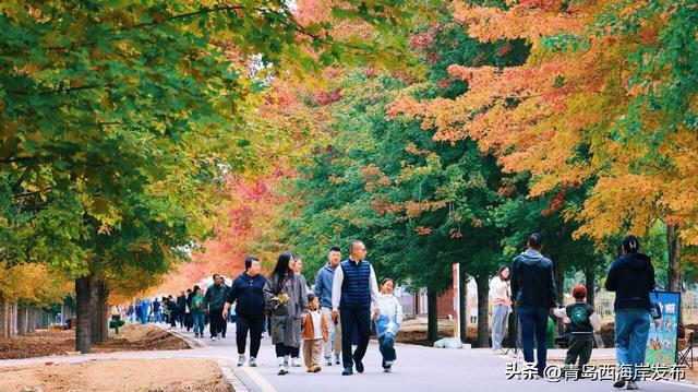 层林尽染，西海岸“枫”景如画！