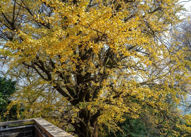 接下来，长沙的天花板级秋景在这里！一年中的颜值巅峰期，美哭！