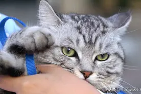 猫咪出现这些行为，是在跟你道别，铲屎官千万别错过了图片