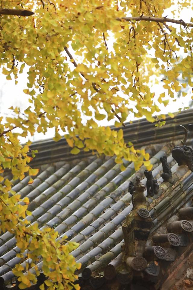 日照这里的千年银杏树，已进入高光时刻~