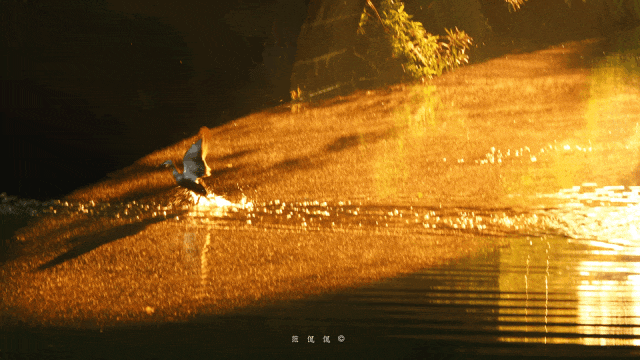 凌晨蹲守只为10分钟！西湖五月奇观光速刷屏，错过等一年