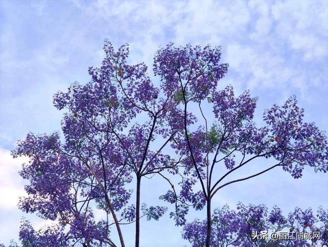 四月来华坪吧！在蓝花楹的花影里，邂逅春日限定的浪漫