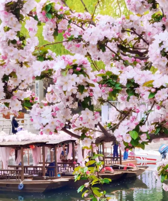 北京6处“高颜值”海棠花公园，粉色花枝肆意伸展，值得去一次