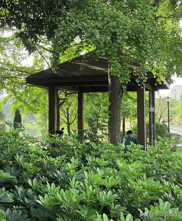 成都最美拍照公园，城市中的草原牧场，不要门票，地铁公交直达！