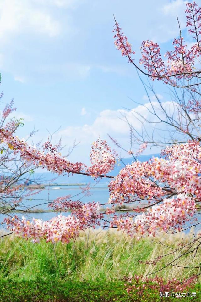 石屏异龙湖神黄豆花初开，盛花期将至→