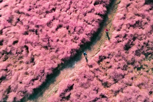 成都免费的粉黛花海在哪里？分享2个人少没门票地方，速藏打卡
