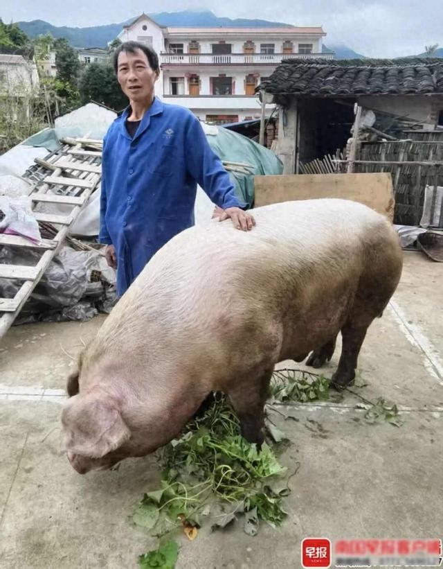广西一头千斤“猪王”卖了上万元！客商：第一次见这么大的生态猪
