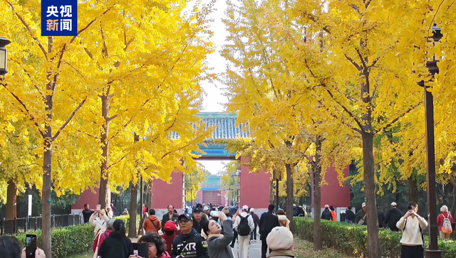 最佳观赏期已加载完毕 邀你沉浸式感受银杏大道