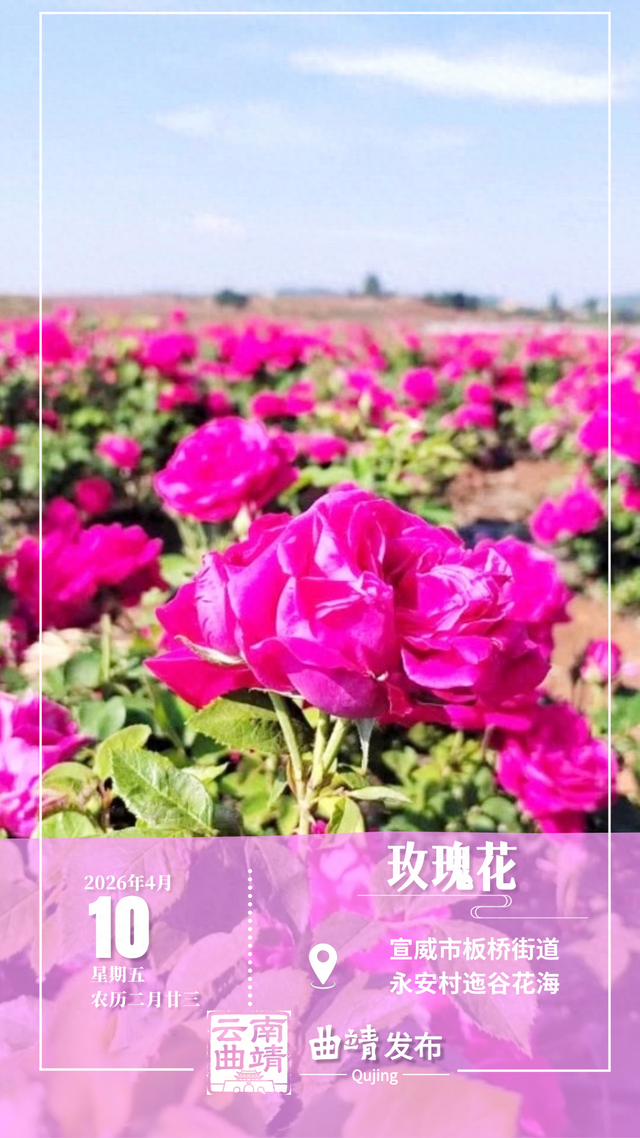 赏花图鉴｜迤谷花海，藏在宣威永安的田园诗行
