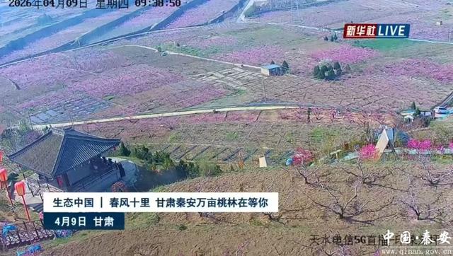 【2026秦安桃花会】新华社、学习强国等多平台聚焦秦安 万亩桃园绽放云端春色