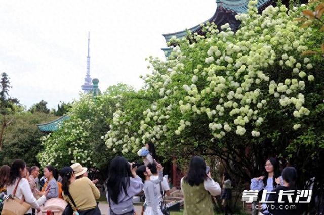 湖南烈士公园木绣球盛放 市民打卡享春光 | 组图