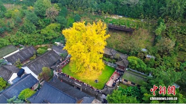 陕西西安:千年银杏树换“金装”